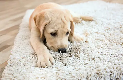 Dog on clean rug Golden labrador puppy on a cream coloured rug.